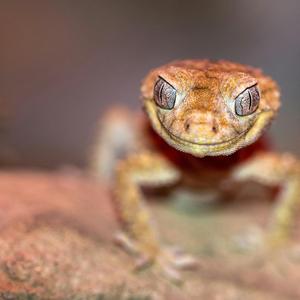 Reptile