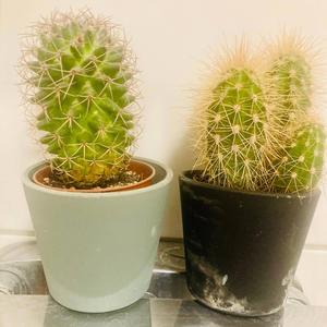 Scumbag (Yuca Version)