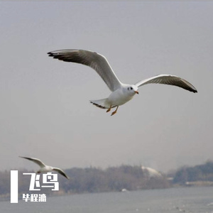 飞鸟 伴奏