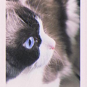 阵雨（Chinese.ver）