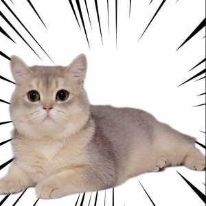 情书（翻自 哇哦的爹）