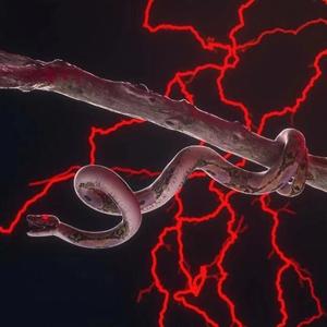 NT Zoo (Babyface Savage Remix)