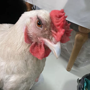 s19_aconvert_comconvertp3r68-cdx67d45