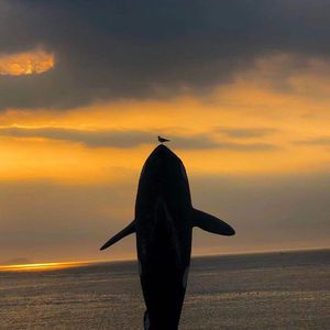 已解之谜（Prod By Jeston)