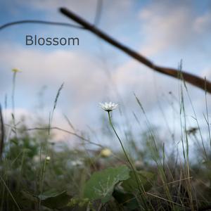 Blossom