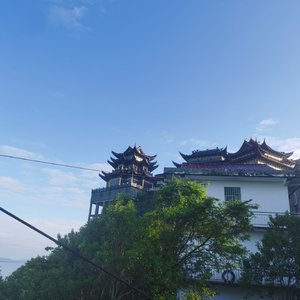 枯树