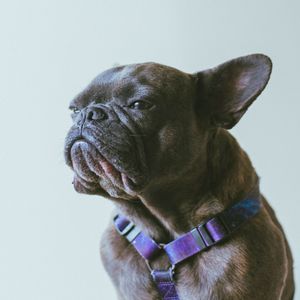 抚慰的幼犬回忆