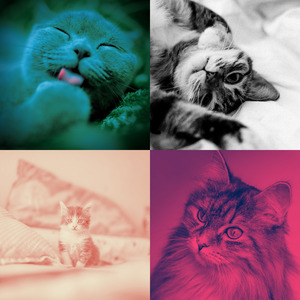 微妙的可爱的猫心情