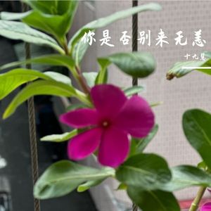 你是否别来无恙