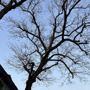 《毕业照》