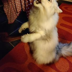 Vuoto (BraGatto Dante)