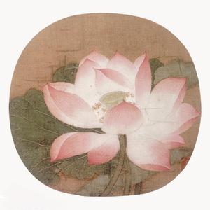 莲