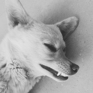 沉睡的人你没有死去