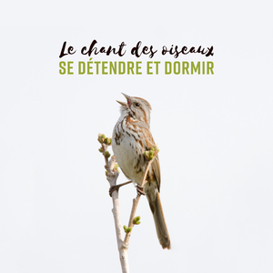 Oiseaux du matin