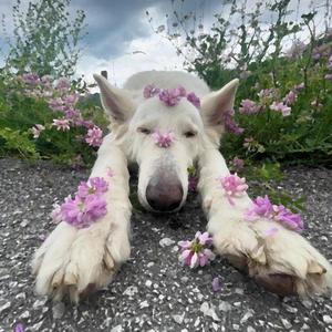 DOG (feat. Blueface, Fenix Flexin & dipstick)