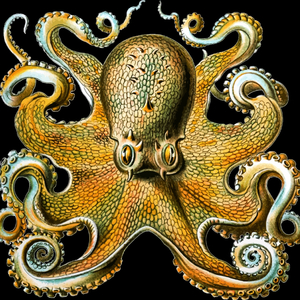 Kraken