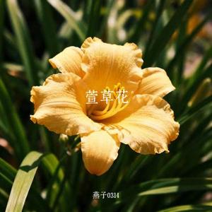 萱草花 (Cover 杨坤 & 杨丞琳 & 张亚东)
