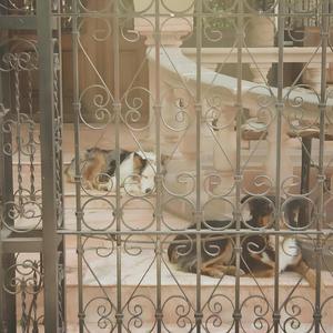 manchas
