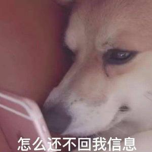 世界最后一只悲伤舔狗