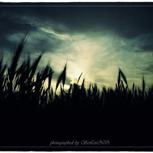 Wheat (Dedicated to OZY)