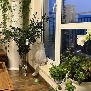 长岛（cover花粥）