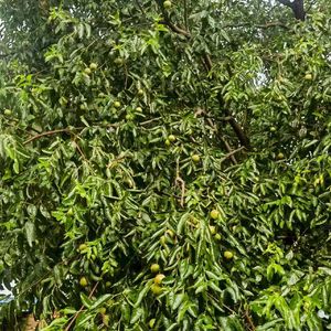 把思念交给夜晚1 伴奏