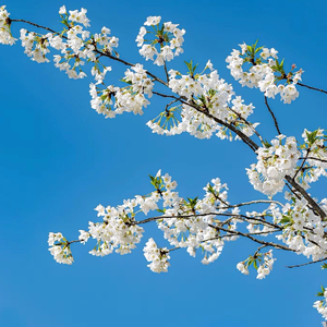 优雅古风 古筝版