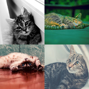 温和放松的猫梦想