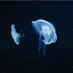 완도는 사랑이여라 (feat. 청담동 도깨비)