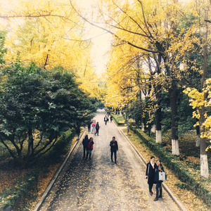 八舍旁的梧桐树与开水房（翻自 陈霄）