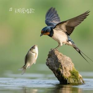 飞鸟爱上了鱼（Cover 宁小泽）