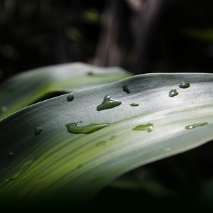 Soothing Rain Meditations