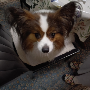 暗い雨 (feat. AKIKO)