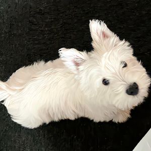 何事秋风悲画扇