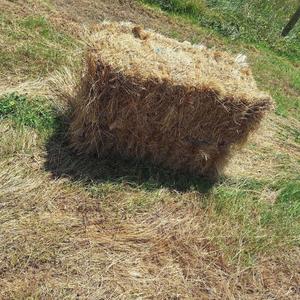 Chalani Kitchen Princess