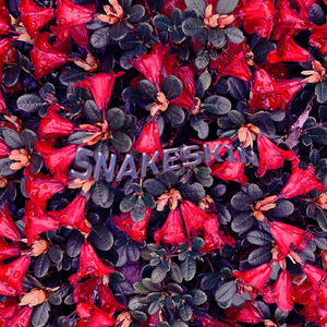 Snakeskin