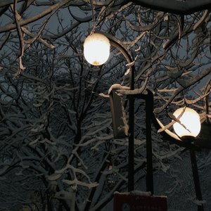 候鸟迁徙的暗语