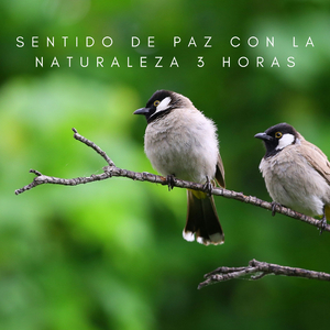 Sentido De Paz Con La Naturaleza - 3 Horas