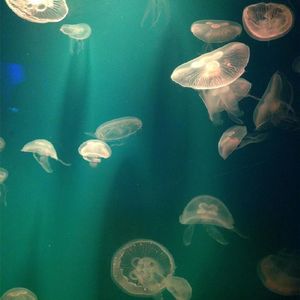 水母小灰(Grey Jelly)