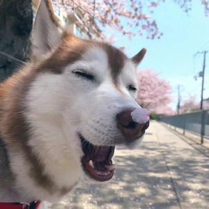 神里流，霜灭！