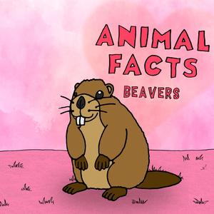 Beavers
