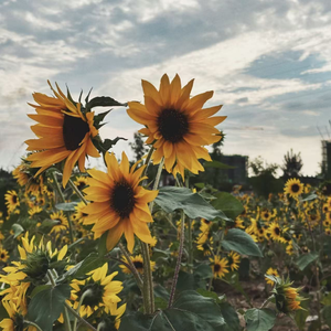 海盗船长一会儿想靠岸一会儿想扬帆妹妹你要上了贼船可别怪哥哥没说清自己是个混蛋
