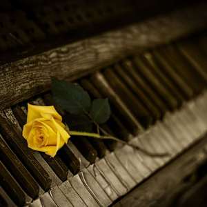 Canon In C Major By Enron Deer