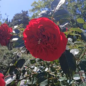 夕阳爱人（纯音乐）