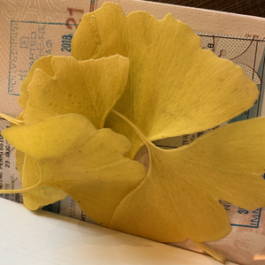 I Want You(Cover By Mavis)