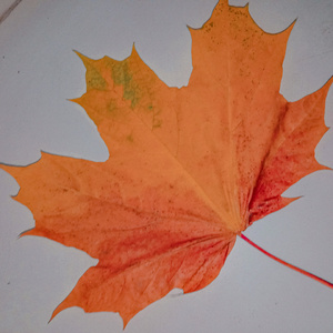 Что для счастья надо