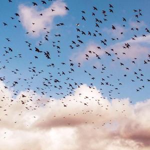 等风吟（翻自 君）