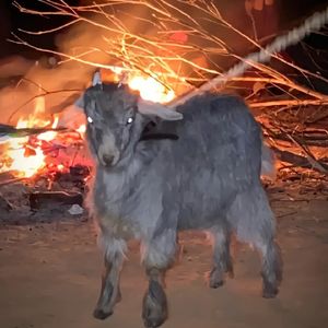 【免费可商用】JuiceWrld type beat(Devil)