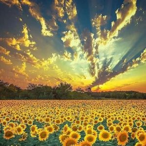 遗忘的女孩-整曲