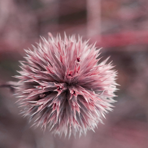 Залишені гойдалки